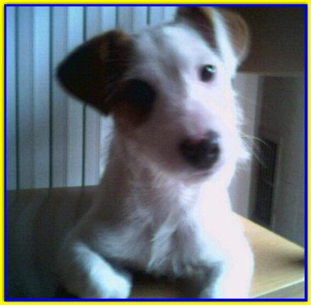 Hogan dei Jackini, Jack Russell Terrier