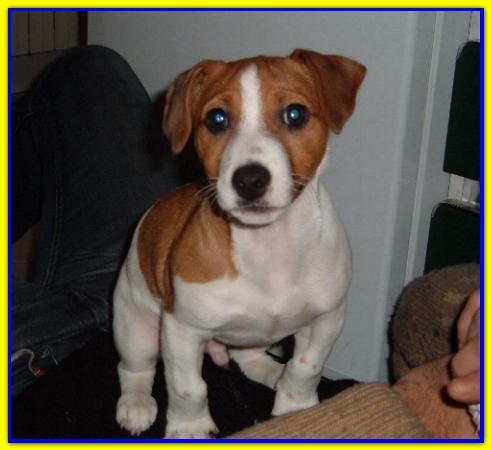 Hollty, Jack Russell Terrier