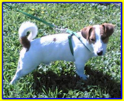 Indy, Jack Russell Terrier