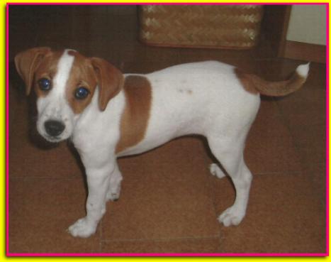 Ineke, Jack Russell Terrier