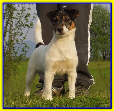 Intelligent Itas, Jack Russell Terrier