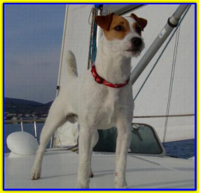 Irobandito, Jack Russell Terrier
