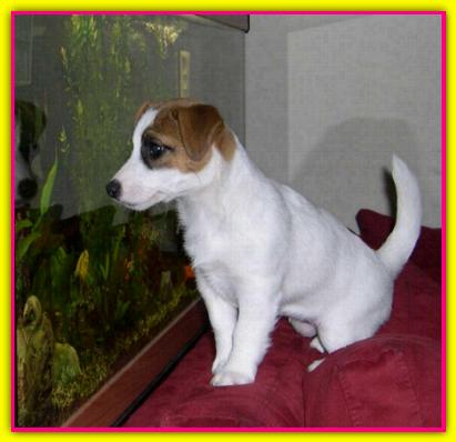 Isabella, Jack Russell Terrier