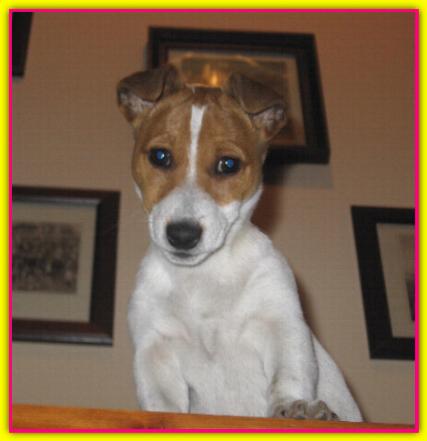 Isotta, Jack Russell Terrier