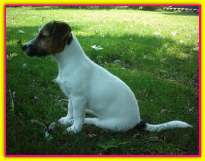 Ivory, Jack Russell Terrier