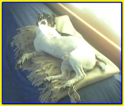 Jack, Parson Jack Russell Terrier
