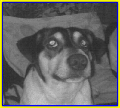 Jack, jack Russell Terrier