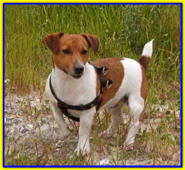 Jack, Jack Russell Terrier
