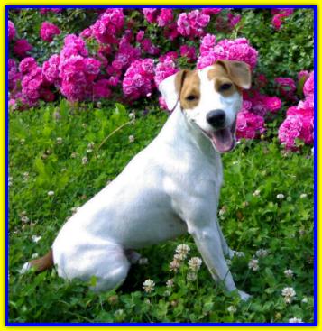 Jack, Jack Russell Terrier