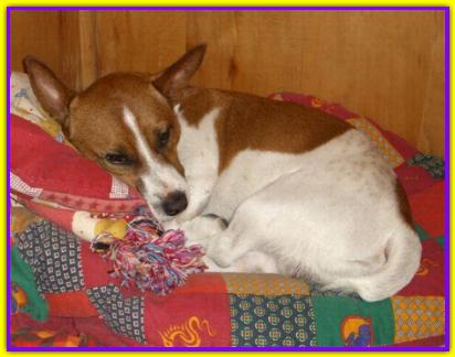 Jack, Jack Russell Terrier