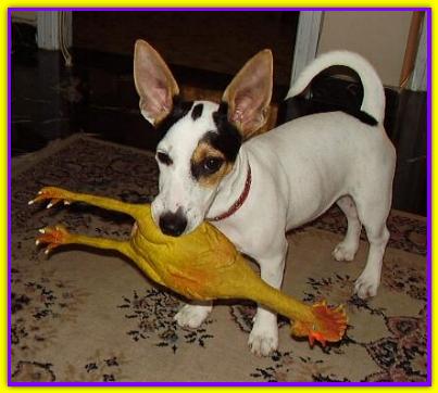 jack, Jack Russell Terrier