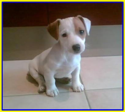 Jack Cat, Jack Russell Terrier