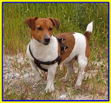 Jack Gigio, Jack Russell Terrier