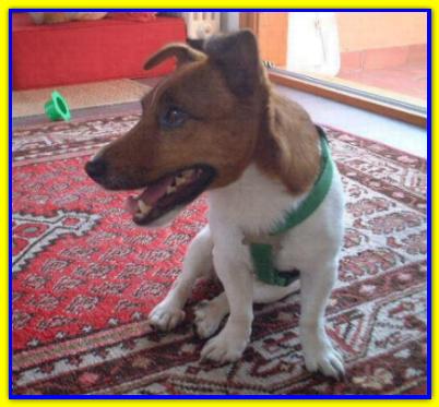 Jack Polpetta, Jack Russell Terrier