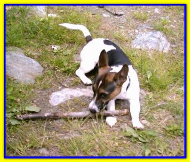 Jack, Jack Russell Terrier
