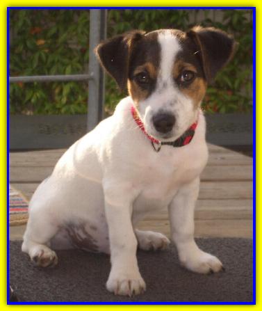 Jack, Jack Russell Terrier