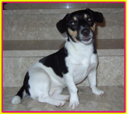 Jackie, Jack Russell Terrier