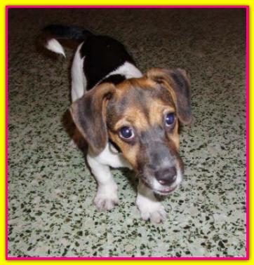 Jackie Ray, Jack Russell Terrier