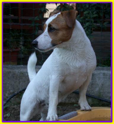 Jackone, Jack Russell Friends