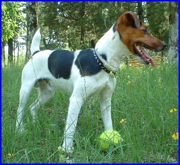 Jacky, Jack Russell Terrier