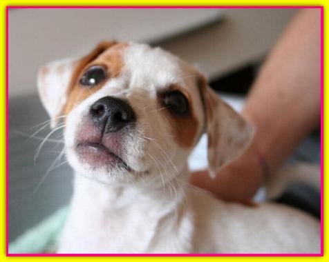 Jacky, Jack Russell Terrier
