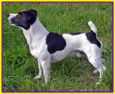 Jass, Jack Russell