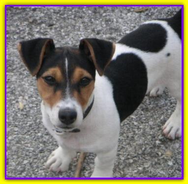 Jay, Jack Russell Terrier