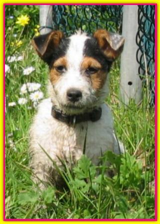 Jenna, Jack Russell Terrier
