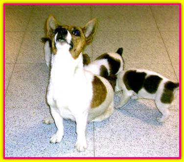 Joey, Jack Russell Terrier