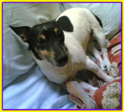 Johnny, Jack Russell Terrier