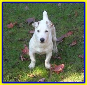 Jolly, Jack Russell Terrier