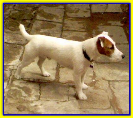 Joy, Jack Russell Terrier