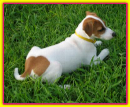 Kelly, Jack Russell Terrier