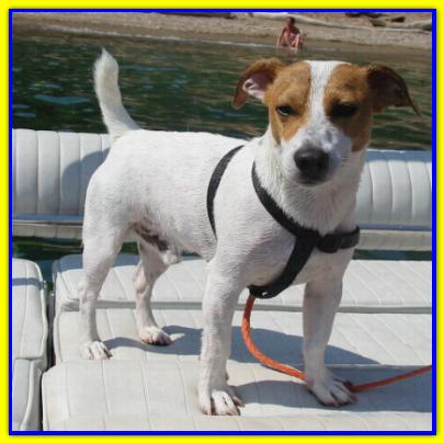 Kiko, Jack Russell Terrier