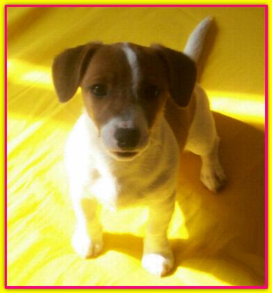 Kira, Jack Russell Terrier