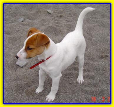Kirk, Jack Russell Terrier