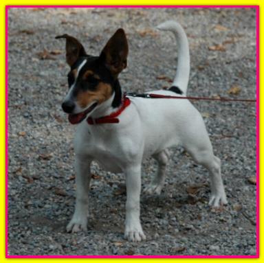 Kya, Jack Russell Terrier