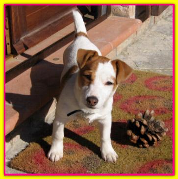 Laika, Jack Russell Terrier