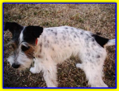 Lancillotto, Jack Rusell Terrier