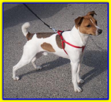 Lapo Johnny, Jack Russell Terrier