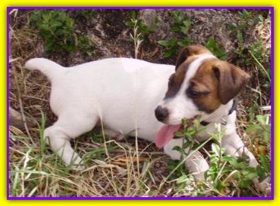 Lapo, Jack Russell Terrier