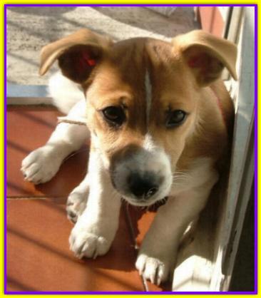 Larry, Jack Russell Terrier
