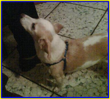 Layla, Jack Russell Terrier