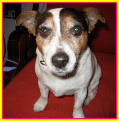 Lea, Jack Russell Terrier