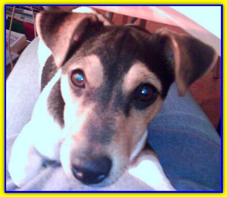 Lenticchia, Jack Russell Terrier