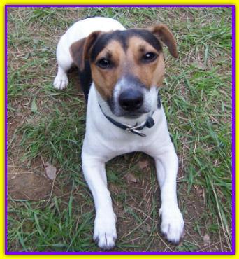 Leo, Jack Russell Terrier