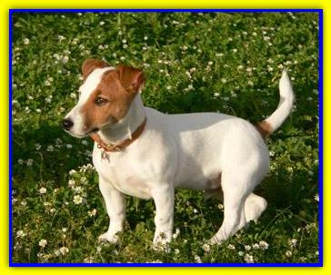 Leopoldo, Jack Russell Terrier