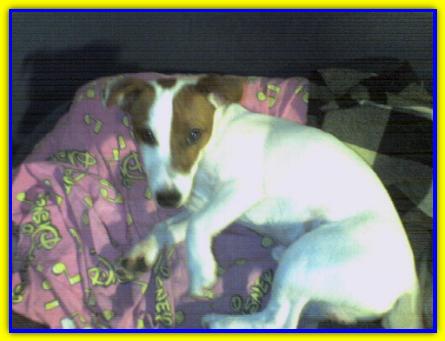 Lillo, Jack Russell Terrier