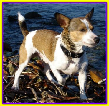Lillo, Jack Russell Terrier