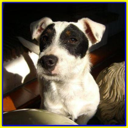 Lohengrin, Jack Russell Terrier